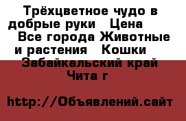 Трёхцветное чудо в добрые руки › Цена ­ 100 - Все города Животные и растения » Кошки   . Забайкальский край,Чита г.